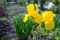 Close-up view of an iris flower on background of green leaves an Royalty Free Stock Photo