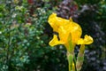 Close-up view of an iris flower on background of green leaves an Royalty Free Stock Photo