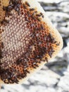 close up view of a Irregular honey frame in the shape of a triangle