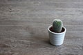 Close up view of isolated small cactus plant