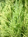 Close up view of Italian cypress. select focus. Royalty Free Stock Photo