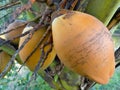 Close-up view of ivory coconut fruit that is still on the tree.