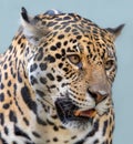 Close-up view of a Jaguar Royalty Free Stock Photo