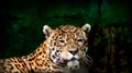 Close-up view of a Jaguar Panthera onca.