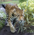 Close-up view of a walking Jaguar Royalty Free Stock Photo