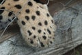 Close-up view of a Jaguar, Panthera onca in Guatemala Royalty Free Stock Photo