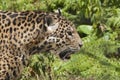 Close-up view of a Jaguar, Panthera onca in Guatemala Royalty Free Stock Photo