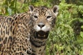 Close-up view of a Jaguar, Panthera onca in Guatemala Royalty Free Stock Photo