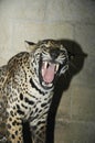 Close-up view of a Jaguar, Panthera onca in Guatemala Royalty Free Stock Photo