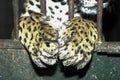 Close-up view of a Jaguar, Panthera onca in Guatemala Royalty Free Stock Photo
