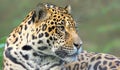 Close-up view of a Jaguar (Panthera onca) Royalty Free Stock Photo