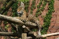 Close-up view of a Jaguar, Panthera onca, in zoo. Wildlife animal Royalty Free Stock Photo