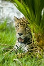 Close-up view of a Jaguar (Panthera onca) in Guatemala Royalty Free Stock Photo