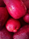 Close Up View of Java Apple Fruit Royalty Free Stock Photo