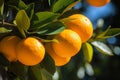 Close-up view of juicy fully ripened oranges hanging from tree branch in lush orchard