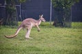 Close up view of jumping kangaroo at Lone Koala Sanctuary, Brisbane