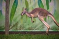 Close up view of jumping kangaroo at Lone Koala Sanctuary, Brisbane