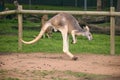 Close up view of jumping kangaroo at Lone Koala Sanctuary