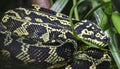 Close-up view of a Jungle Carpet Python Royalty Free Stock Photo