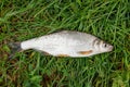 View of single freshwater common nase fish on green grass.