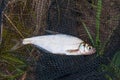 Single freshwater fish zope or the blue bream on black fishing n