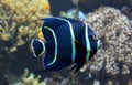 Close-up view of a juvenile French angelfish Royalty Free Stock Photo