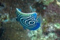 Close-up view of a Juvenile Pomacanthus imperator. Amazing underwater world - Emperor Angelfish juvenile. Fantastic fish of Royalty Free Stock Photo