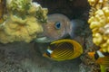 Close-up view of a Juvenile Pomacanthus imperator. Amazing underwater world - Emperor Angelfish juvenile. Fantastic fish of Royalty Free Stock Photo