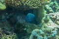 Close-up view of a Juvenile Pomacanthus imperator. Amazing underwater world - Emperor Angelfish juvenile. Fantastic fish of Royalty Free Stock Photo