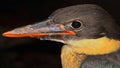 Close up view of stork billed kingfisher pelargopsis capensis, countryside of west bengal in india