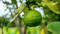 Close up view of Kaffir lime or limau purut on the tree at the garden Royalty Free Stock Photo