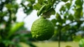 Close up view of Kaffir lime or limau purut on the tree at the garden Royalty Free Stock Photo