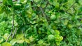 Close up view of Kaffir lime or limau purut on the tree at the garden Royalty Free Stock Photo