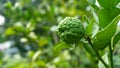 Close up view of Kaffir lime or limau purut on the tree at the garden Royalty Free Stock Photo
