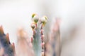 Close up view of a Kalanchoe succulent plant