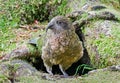 Close-up view of a Kea Nestor notabilis in front of his nest Royalty Free Stock Photo