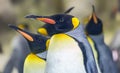 Close-up view of a King penguin Royalty Free Stock Photo