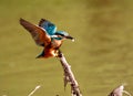 Close-up view of a Kingfisher landing on a branch while holding something in its beak Royalty Free Stock Photo