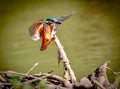 Close-up view of a Kingfisher landing on a branch under the sunlight Royalty Free Stock Photo