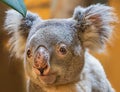 Close-up view of a koala