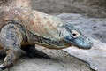 Close up view of Komodo dragon.