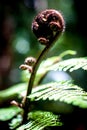 Close up view of koru fern plant in New Aealand Aotearoa Royalty Free Stock Photo