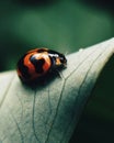 Close up view of a ladybug on a leaf Royalty Free Stock Photo