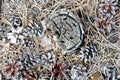 A close-up view of the land in the forest covered with a layer of coniferous needles, pine cones, branches, green moss, tree bark Royalty Free Stock Photo