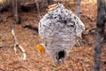 Close up view of a large abandoned wasp nest