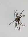 Large Brown Spider on White Wall Royalty Free Stock Photo