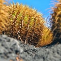 Close-up view of a large cactus, an echinocactus , Echinocactus grusonii