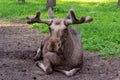 Close-up view of a large elk Royalty Free Stock Photo