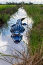 Close-up view of a large freshwater crocodile floating on the surface