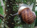 Large Garden Snail on a tree trunk Royalty Free Stock Photo